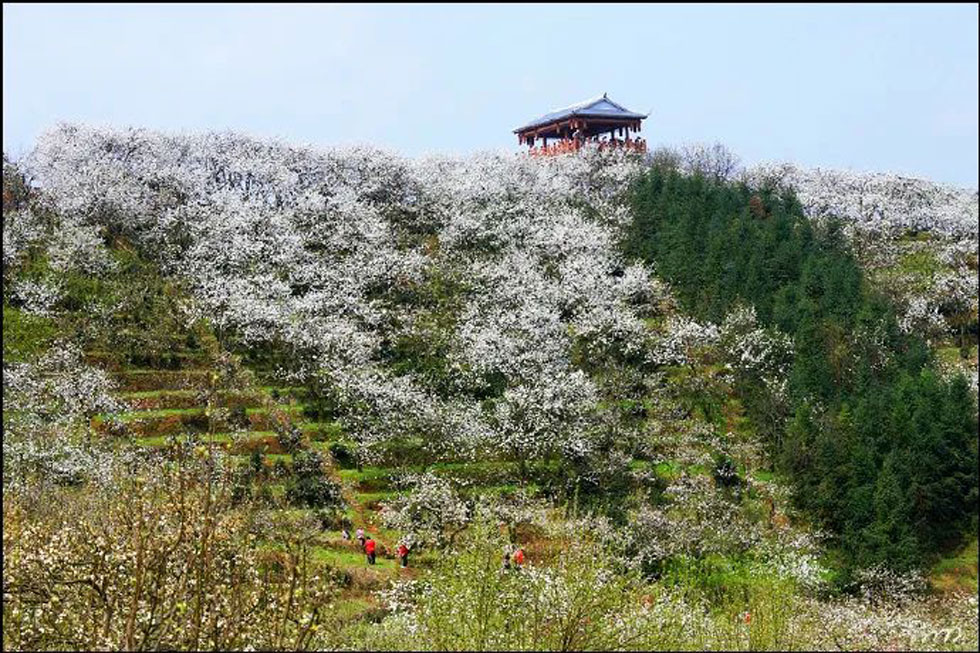 【春天，广西桂林灌阳县向您发出邀请！】我们在灌阳看梨花 - 游山玩水 - 定西生活社区 - 定西28生活网 dx.28life.net