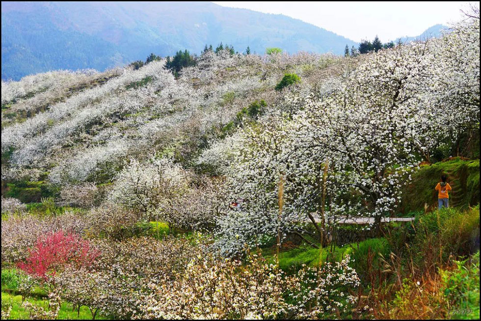 【春天，广西桂林灌阳县向您发出邀请！】我们在灌阳看梨花 - 游山玩水 - 定西生活社区 - 定西28生活网 dx.28life.net