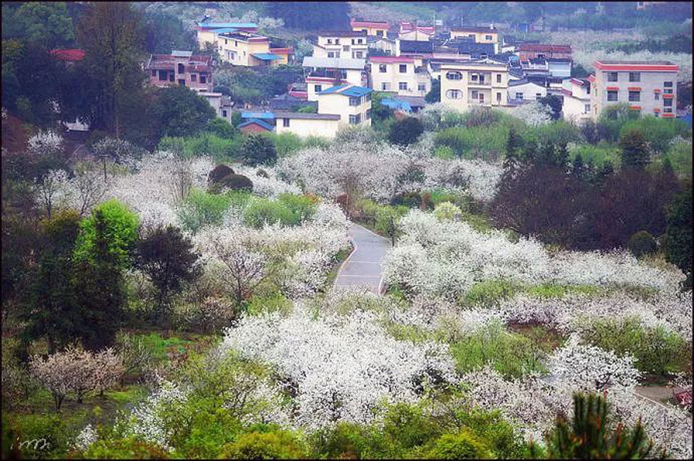 【春天，广西桂林灌阳县向您发出邀请！】我们在灌阳看梨花 - 游山玩水 - 定西生活社区 - 定西28生活网 dx.28life.net