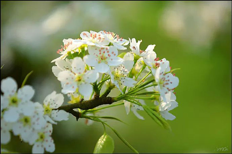 【春天，广西桂林灌阳县向您发出邀请！】我们在灌阳看梨花 - 游山玩水 - 定西生活社区 - 定西28生活网 dx.28life.net