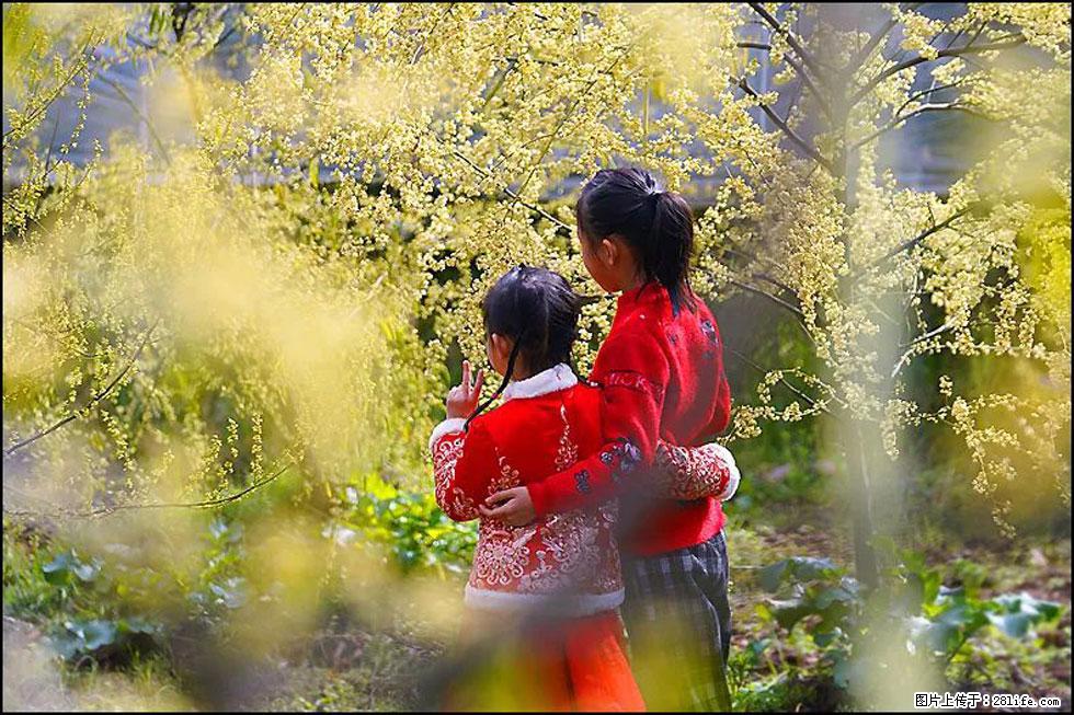 【春天，广西桂林灌阳县向您发出邀请！】米珠山前有片山苍子花在飘香 - 游山玩水 - 定西生活社区 - 定西28生活网 dx.28life.net