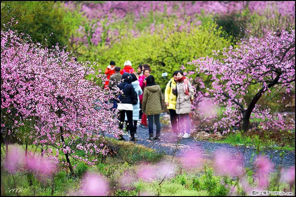 【春天，广西桂林灌阳县向您发出邀请！】官庄村有个醉美的桃花园 - 游山玩水 - 定西生活社区 - 定西28生活网 dx.28life.net
