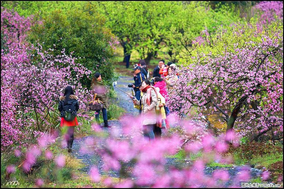 【春天，广西桂林灌阳县向您发出邀请！】官庄村有个醉美的桃花园 - 游山玩水 - 定西生活社区 - 定西28生活网 dx.28life.net