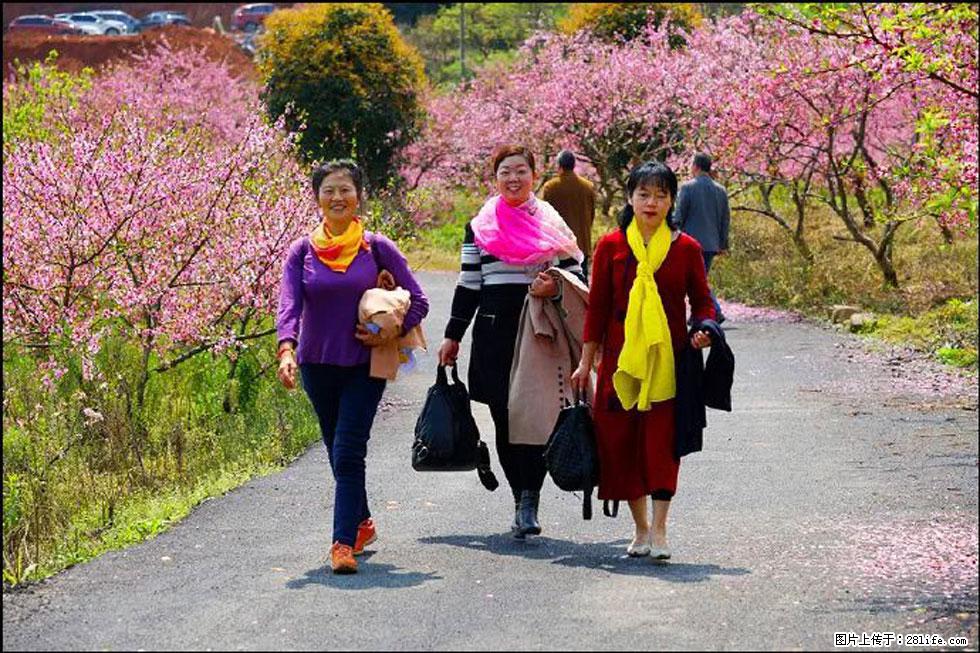 【春天，广西桂林灌阳县向您发出邀请！】官庄村有个醉美的桃花园 - 游山玩水 - 定西生活社区 - 定西28生活网 dx.28life.net