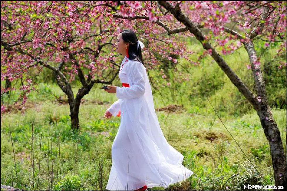 【春天，广西桂林灌阳县向您发出邀请！】官庄村有个醉美的桃花园 - 游山玩水 - 定西生活社区 - 定西28生活网 dx.28life.net