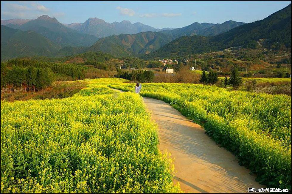 【春天，广西桂林灌阳县向您发出邀请！】长坪村油菜盛情花开 - 游山玩水 - 定西生活社区 - 定西28生活网 dx.28life.net