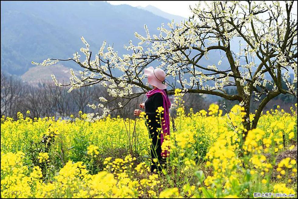【春天，广西桂林灌阳县向您发出邀请！】长坪村油菜盛情花开 - 游山玩水 - 定西生活社区 - 定西28生活网 dx.28life.net