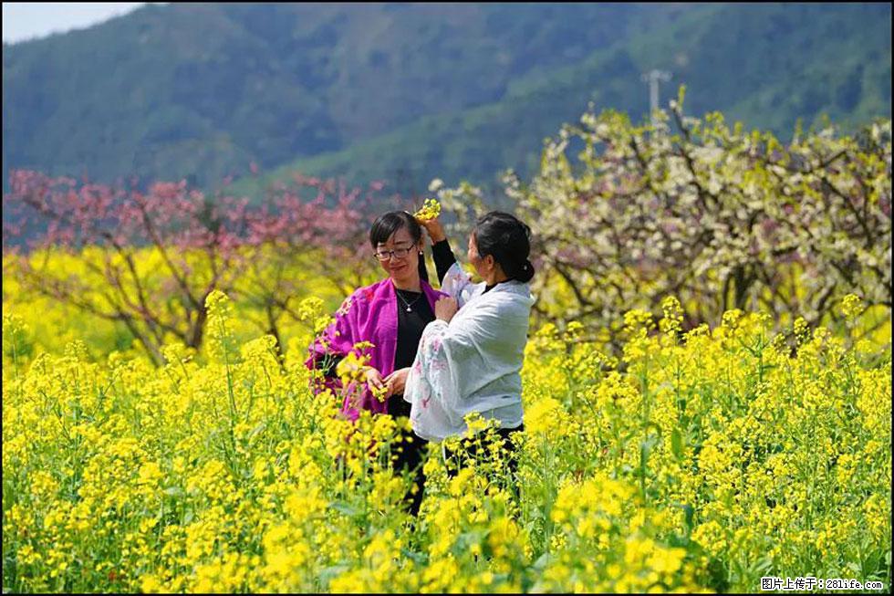 【春天，广西桂林灌阳县向您发出邀请！】长坪村油菜盛情花开 - 游山玩水 - 定西生活社区 - 定西28生活网 dx.28life.net