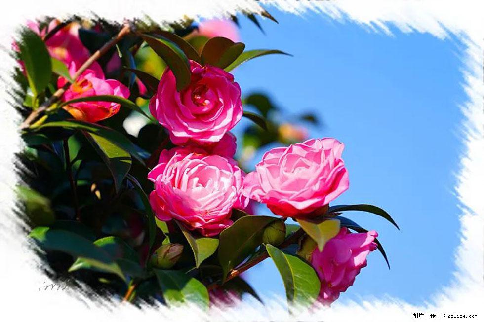 【春天，广西桂林灌阳县向您发出邀请！】杨柳井茶花惹人爱 - 游山玩水 - 定西生活社区 - 定西28生活网 dx.28life.net