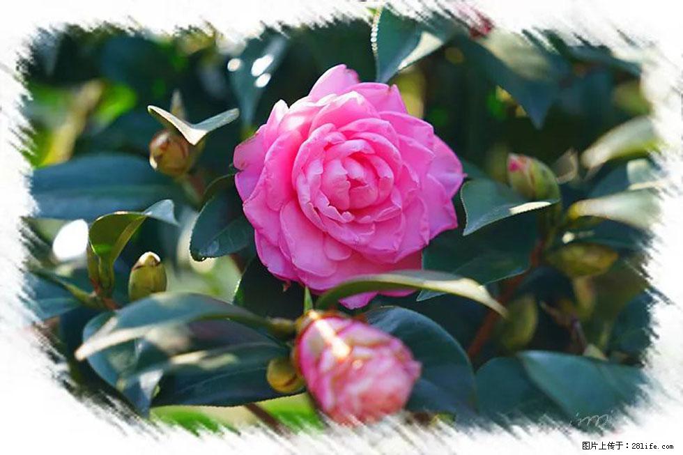 【春天，广西桂林灌阳县向您发出邀请！】杨柳井茶花惹人爱 - 游山玩水 - 定西生活社区 - 定西28生活网 dx.28life.net