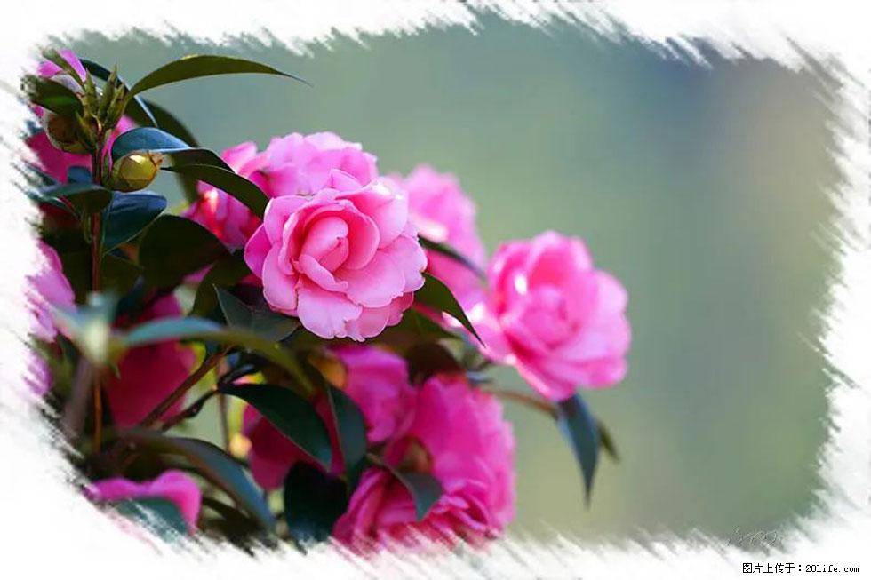 【春天，广西桂林灌阳县向您发出邀请！】杨柳井茶花惹人爱 - 游山玩水 - 定西生活社区 - 定西28生活网 dx.28life.net