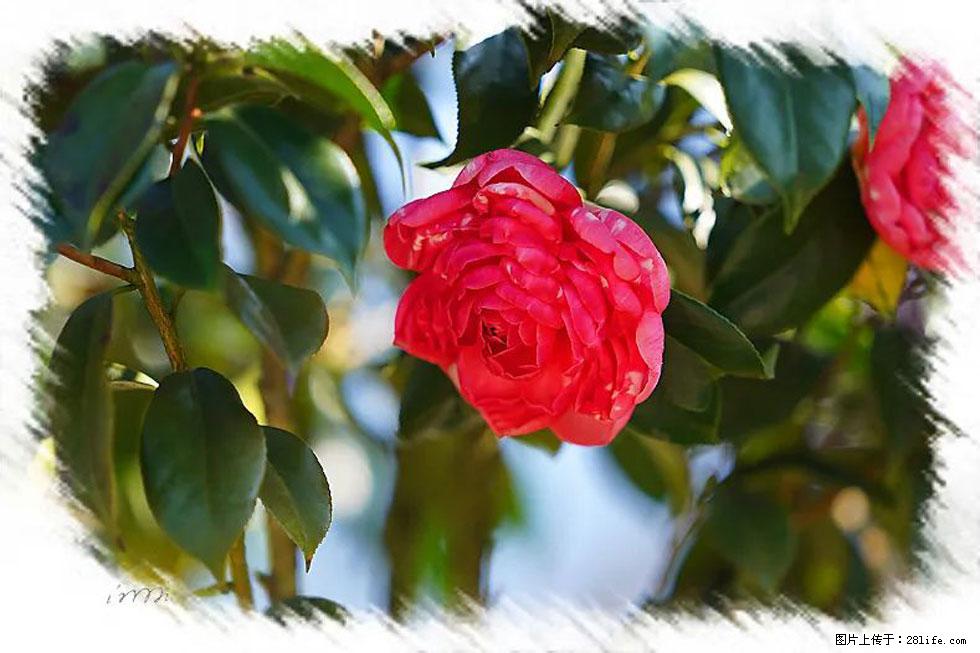 【春天，广西桂林灌阳县向您发出邀请！】杨柳井茶花惹人爱 - 游山玩水 - 定西生活社区 - 定西28生活网 dx.28life.net