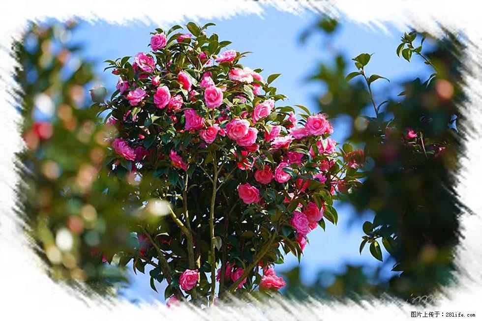 【春天，广西桂林灌阳县向您发出邀请！】杨柳井茶花惹人爱 - 游山玩水 - 定西生活社区 - 定西28生活网 dx.28life.net