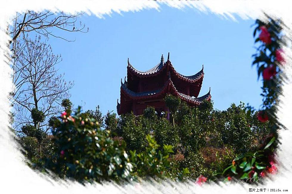 【春天，广西桂林灌阳县向您发出邀请！】杨柳井茶花惹人爱 - 游山玩水 - 定西生活社区 - 定西28生活网 dx.28life.net