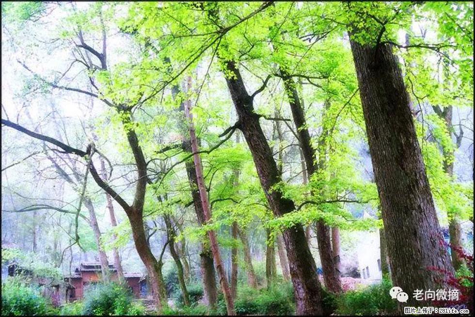 【春天，广西桂林灌阳县向您发出邀请！】在小龙村与春天约会 - 游山玩水 - 定西生活社区 - 定西28生活网 dx.28life.net