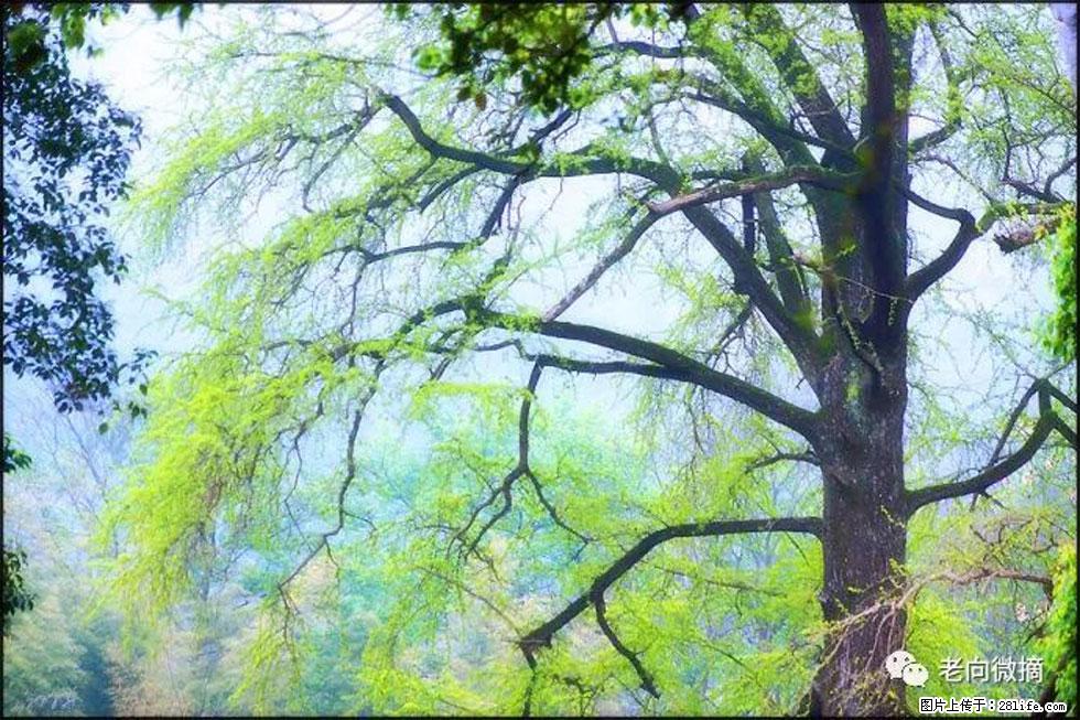 【春天，广西桂林灌阳县向您发出邀请！】在小龙村与春天约会 - 游山玩水 - 定西生活社区 - 定西28生活网 dx.28life.net