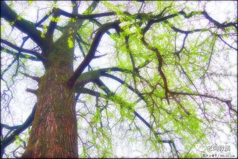 【春天，广西桂林灌阳县向您发出邀请！】在小龙村与春天约会 - 游山玩水 - 定西生活社区 - 定西28生活网 dx.28life.net