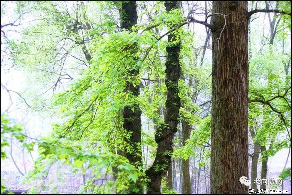 【春天，广西桂林灌阳县向您发出邀请！】在小龙村与春天约会 - 游山玩水 - 定西生活社区 - 定西28生活网 dx.28life.net