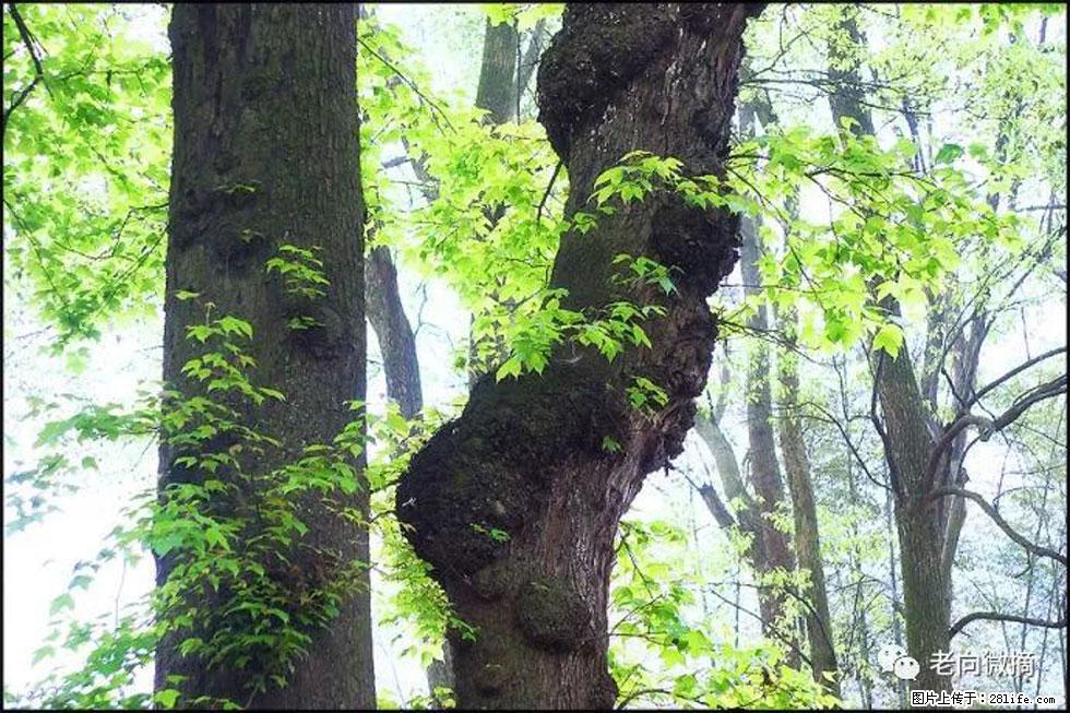 【春天，广西桂林灌阳县向您发出邀请！】在小龙村与春天约会 - 游山玩水 - 定西生活社区 - 定西28生活网 dx.28life.net