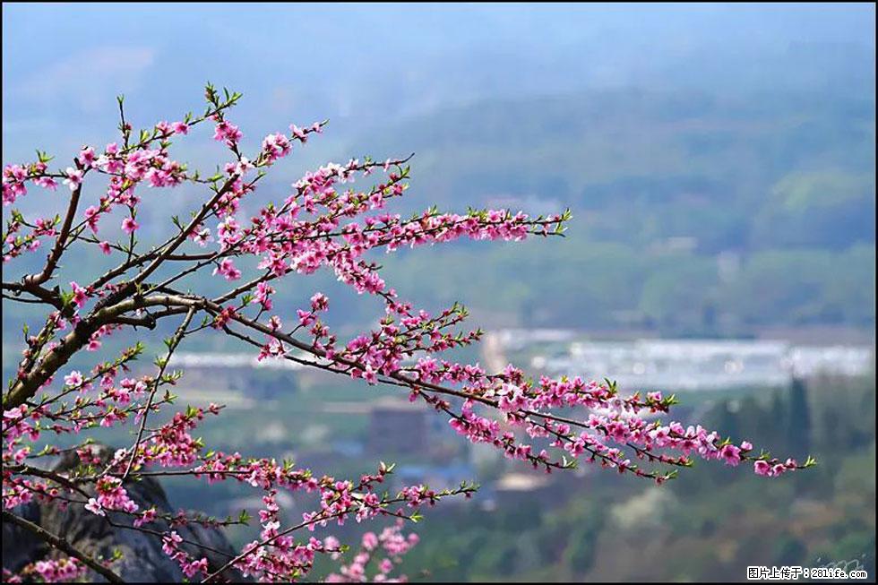 【春天，广西桂林灌阳县向您发出邀请！】望月岭上桃花开 - 游山玩水 - 定西生活社区 - 定西28生活网 dx.28life.net