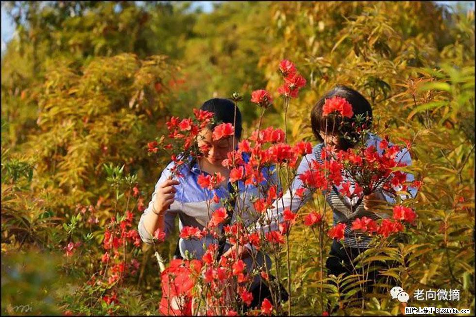 【春天，广西桂林灌阳县向您发出邀请！】登麒麟山，相约映山红 - 游山玩水 - 定西生活社区 - 定西28生活网 dx.28life.net