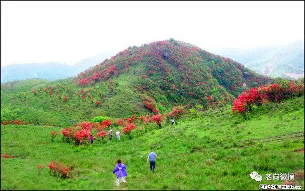 【春天，广西桂林灌阳县向您发出邀请！】宝盖山上映山红 - 游山玩水 - 定西生活社区 - 定西28生活网 dx.28life.net