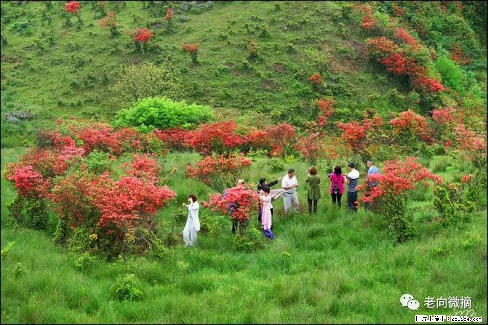 【春天，广西桂林灌阳县向您发出邀请！】宝盖山上映山红 - 游山玩水 - 定西生活社区 - 定西28生活网 dx.28life.net