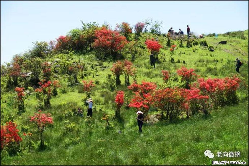 【春天，广西桂林灌阳县向您发出邀请！】宝盖山上映山红 - 游山玩水 - 定西生活社区 - 定西28生活网 dx.28life.net