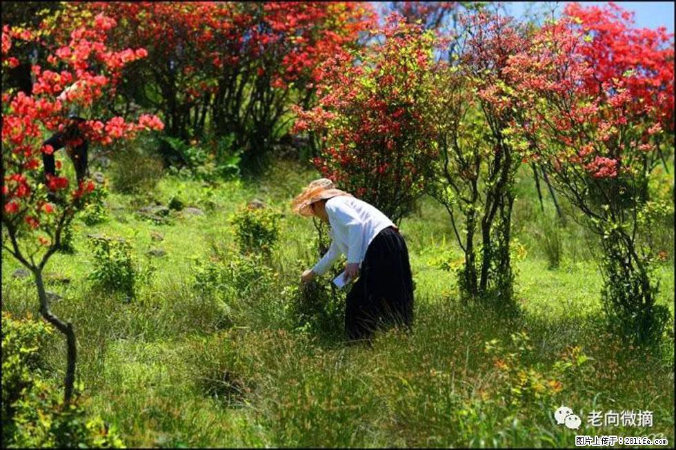 【春天，广西桂林灌阳县向您发出邀请！】宝盖山上映山红 - 游山玩水 - 定西生活社区 - 定西28生活网 dx.28life.net