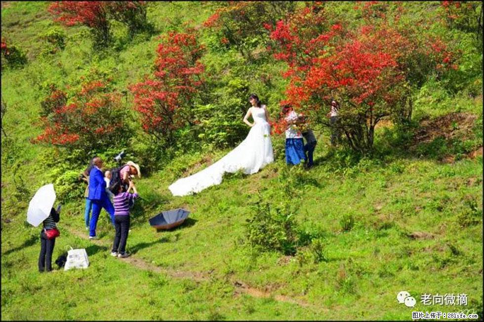 【春天，广西桂林灌阳县向您发出邀请！】宝盖山上映山红 - 游山玩水 - 定西生活社区 - 定西28生活网 dx.28life.net
