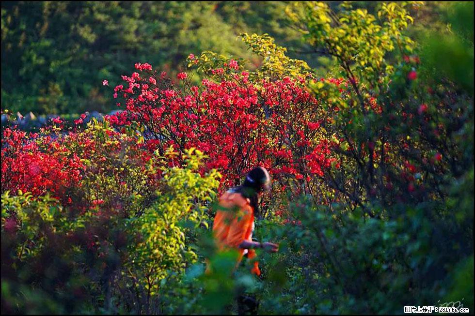 【春天，广西桂林灌阳县向您发出邀请！】春木界上映山红 - 游山玩水 - 定西生活社区 - 定西28生活网 dx.28life.net