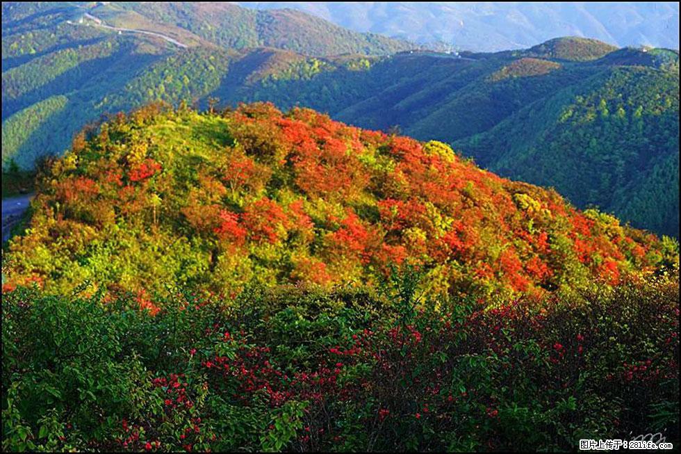 【春天，广西桂林灌阳县向您发出邀请！】春木界上映山红 - 游山玩水 - 定西生活社区 - 定西28生活网 dx.28life.net