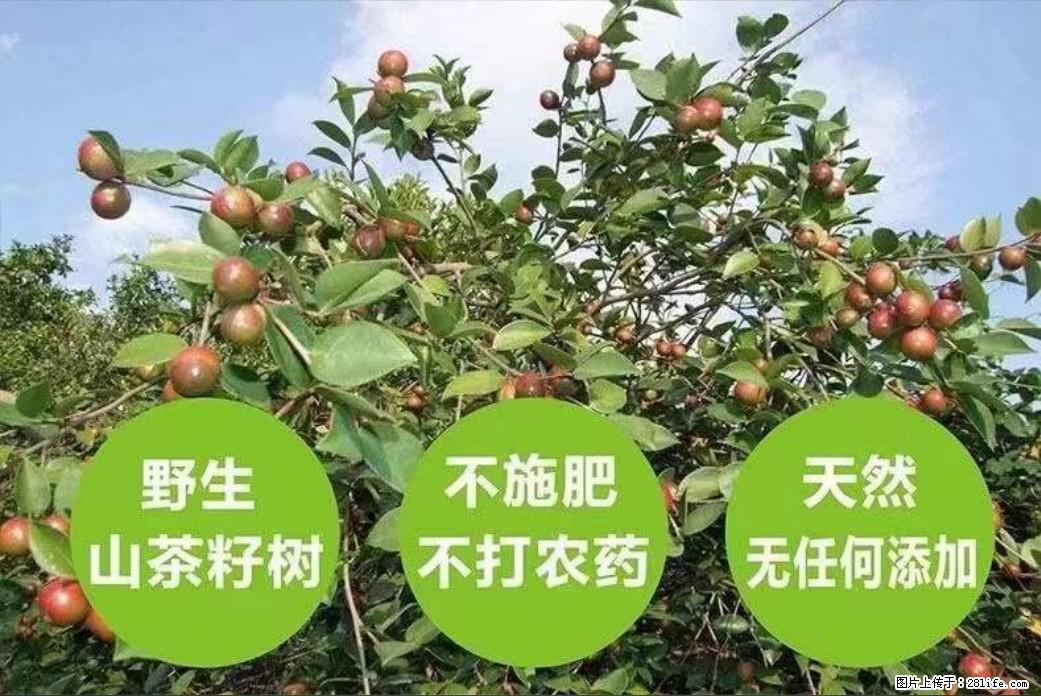 【灌阳县油茶产业示范区】一个有着充实的精神生活的人，对待身外之物自会有一种淡泊的态度 - 土特产 - 饮食特产 - 定西分类信息 - 定西28生活网 dx.28life.net