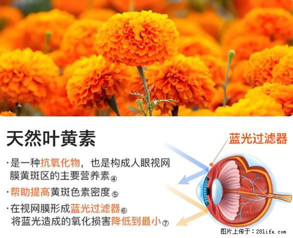 叶黄素有什么功效和作用 - 生活百科 - 定西生活社区 - 定西28生活网 dx.28life.net