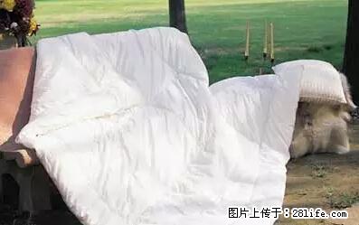 被子有异味？只要这样做，比晒太阳还强100倍！ - 家居生活 - 定西生活社区 - 定西28生活网 dx.28life.net