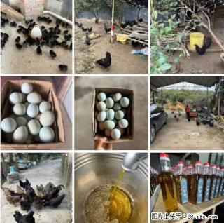 油茶园从小鸡仔开始养起的纯土鸡、土鸡蛋可以预定啦！还有前几天刚榨的纯山茶油哦 - 定西28生活网 dx.28life.net