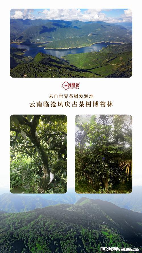 时间果百年古树2025年春红茶 - 购物交流 - 定西生活社区 - 定西28生活网 dx.28life.net