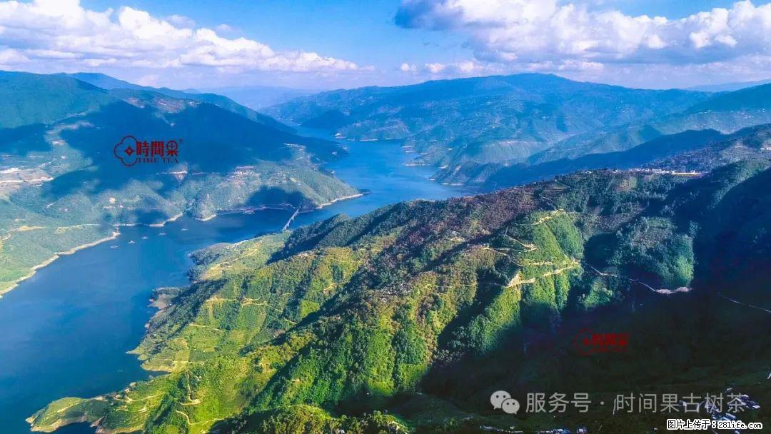 时间果百年古树龙珠普洱生茶 - 购物交流 - 定西生活社区 - 定西28生活网 dx.28life.net