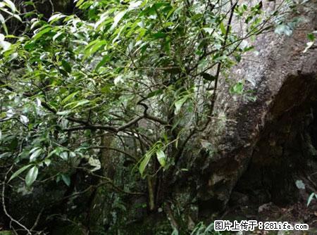 平乐石崖茶，珍贵仅次于金花茶 - 定西生活资讯 - 定西28生活网 dx.28life.net