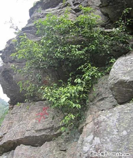 平乐石崖茶，珍贵仅次于金花茶 - 定西生活资讯 - 定西28生活网 dx.28life.net