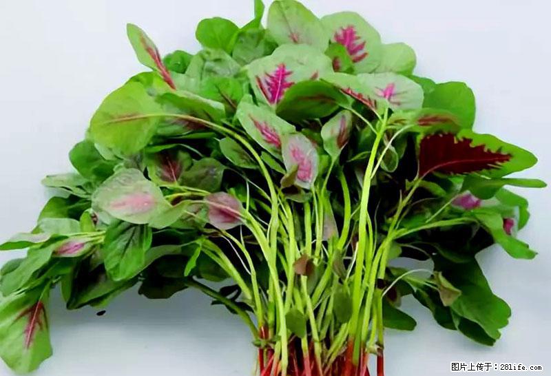 这些蔬菜是“天然钙片”，这6种被医生重点推荐 - 定西生活资讯 - 定西28生活网 dx.28life.net