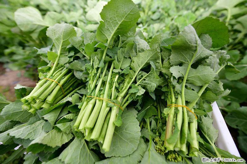 这些蔬菜是“天然钙片”，这6种被医生重点推荐 - 定西生活资讯 - 定西28生活网 dx.28life.net